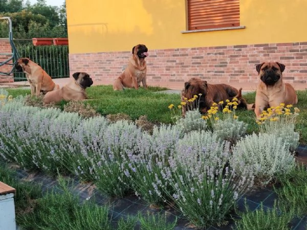 CUCCIOLI DI BULLMASTIFF | Foto 3