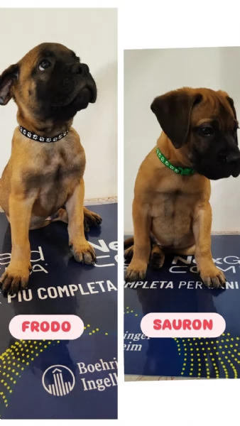 CUCCIOLI DI BULLMASTIFF | Foto 1