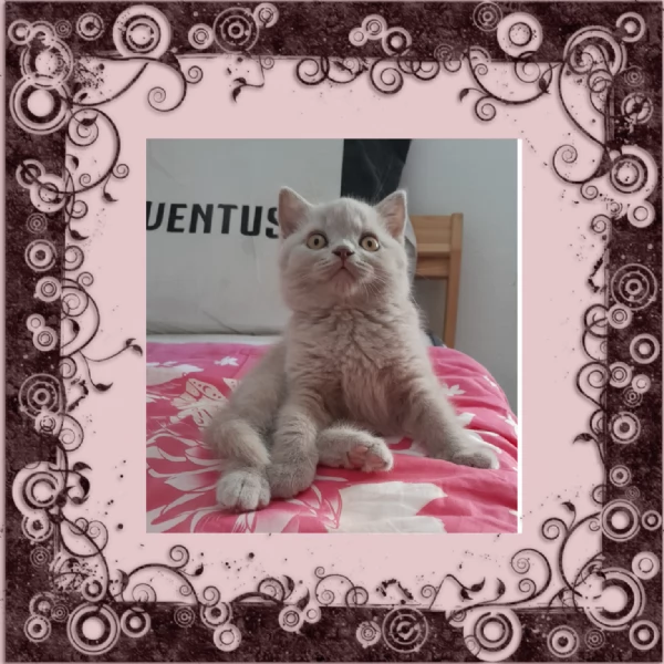 British shorthair  | Foto 0