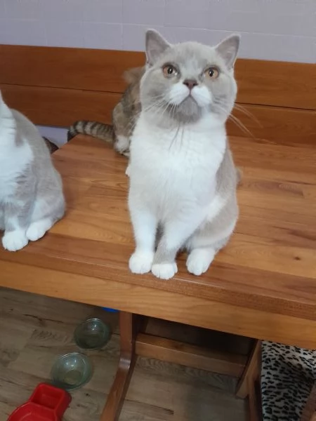 British shorthair  | Foto 4