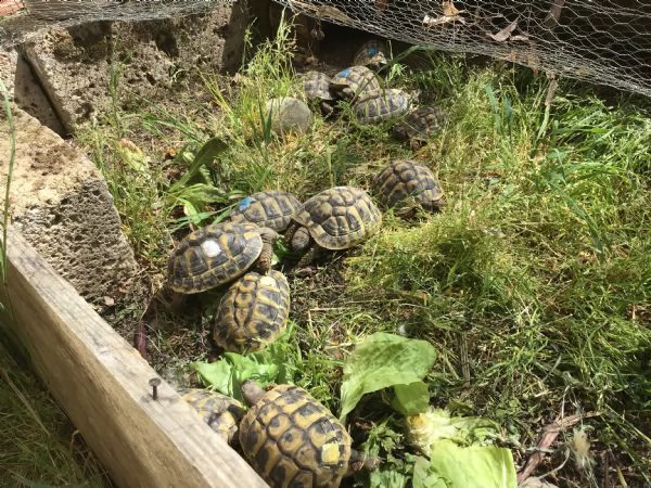 Vendita Cucciolo Testudo Hermanni Da Privato A Bologna Cedo Testudo Hermanni Boettgeri Di Varie Eta E Dimensioni