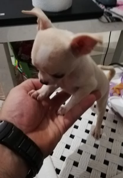 Cuccioli di chihuahua toy  | Foto 4