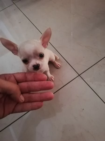 Cuccioli di chihuahua toy  | Foto 3