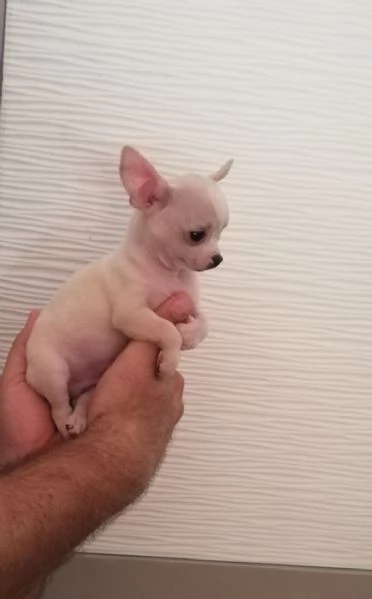 Cuccioli di chihuahua toy  | Foto 0