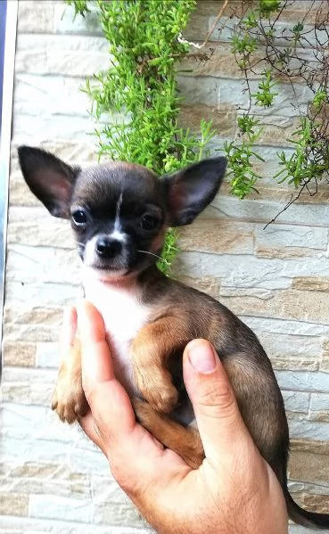 Cuccioli di chihuahua 