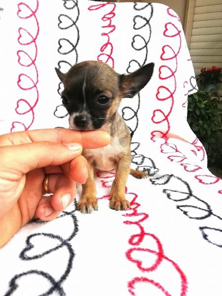 Cuccioli di chihuahua  | Foto 4