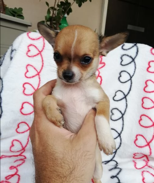 Cuccioli di chihuahua  | Foto 3