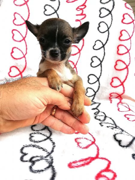 Cuccioli di chihuahua  | Foto 2