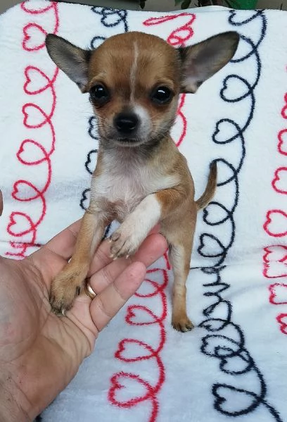 Cuccioli di chihuahua  | Foto 1