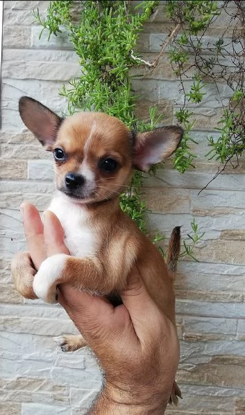 Cuccioli di chihuahua  | Foto 0