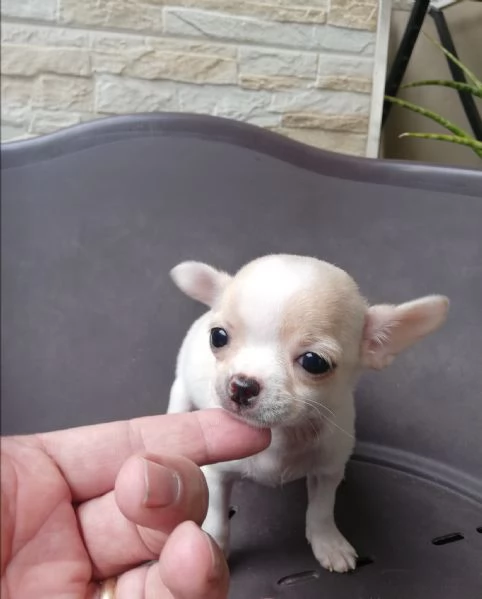 Cucciole di chihuahua toy  | Foto 3