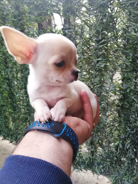 Cucciole di chihuahua toy  | Foto 2