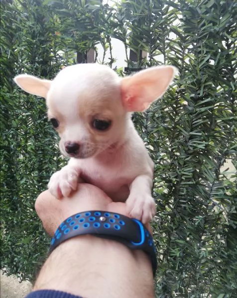 Cucciole di chihuahua toy  | Foto 1