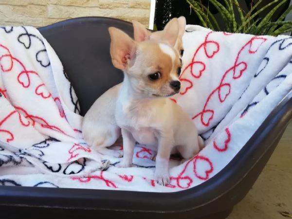 Cucciole di chihuahua toy  | Foto 4