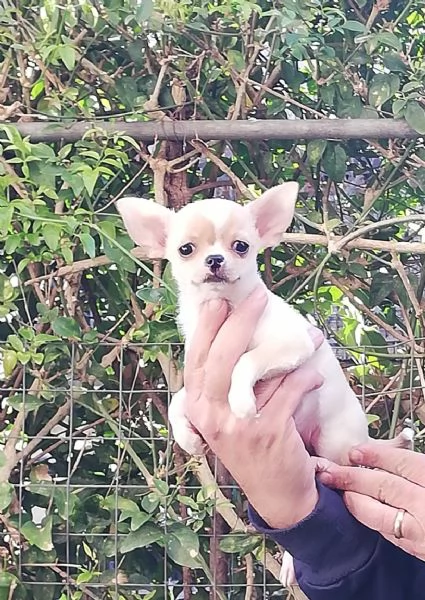 Cucciole di chihuahua toy  | Foto 1