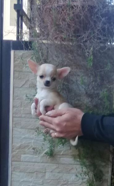 Cucciole di chihuahua toy  | Foto 3