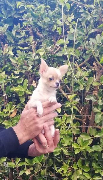 Cucciole di chihuahua toy  | Foto 1