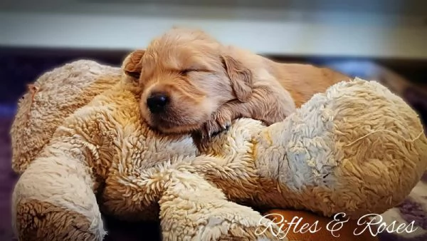 CUCCIOLI GOLDEN RETRIEVER PRESTIGIOSA GENEALOGIA | Foto 2