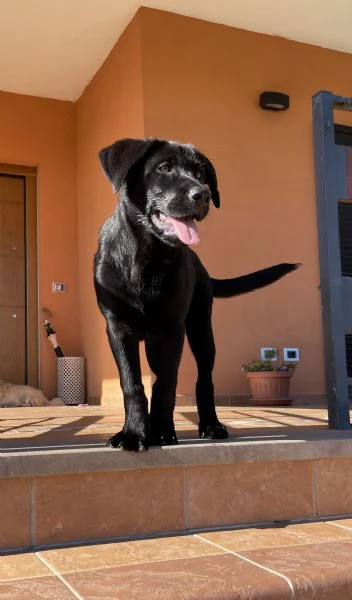 Cucciola di simil Labrador nero | Foto 3