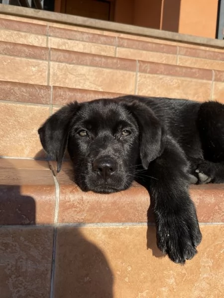 Cucciola di simil Labrador nero | Foto 2