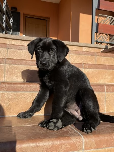 Cucciola di simil Labrador nero