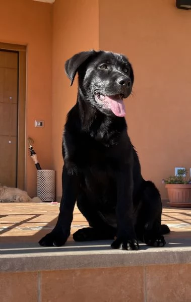 Cucciola di simil Labrador nero | Foto 1