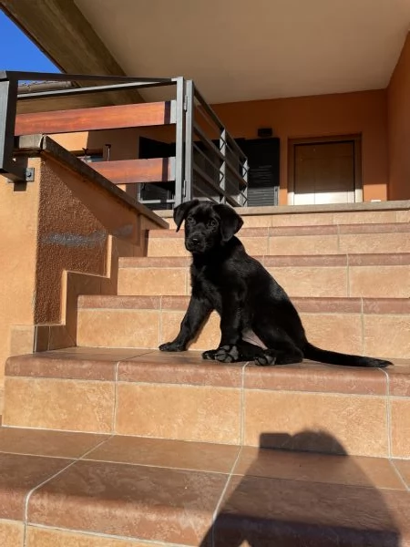 Cucciola di simil Labrador nero | Foto 0