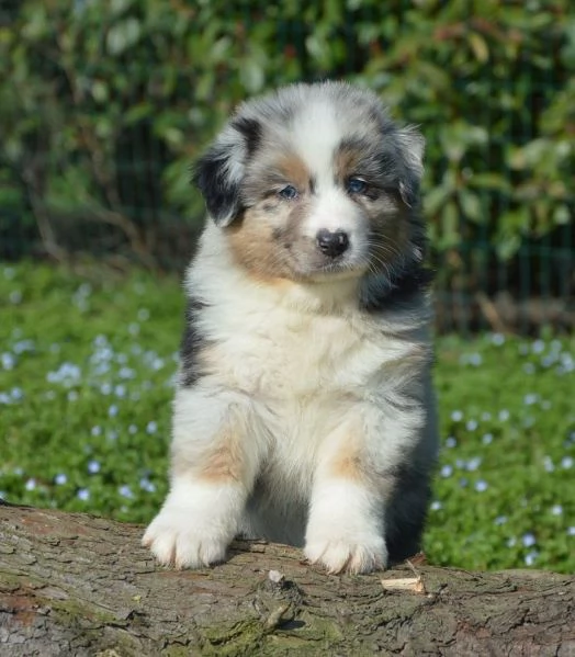 Cuccioli  australian shepherd | Foto 1