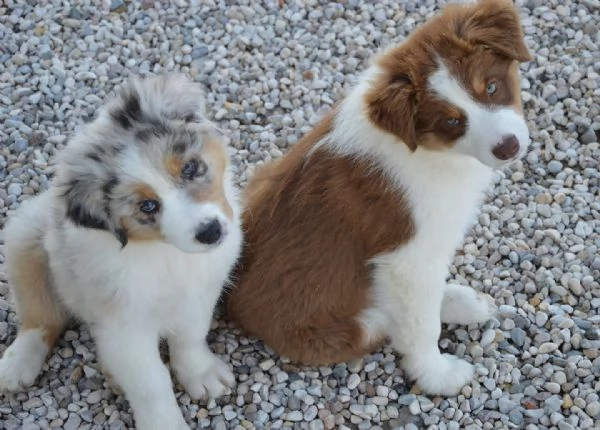 Cuccioli  australian shepherd | Foto 0