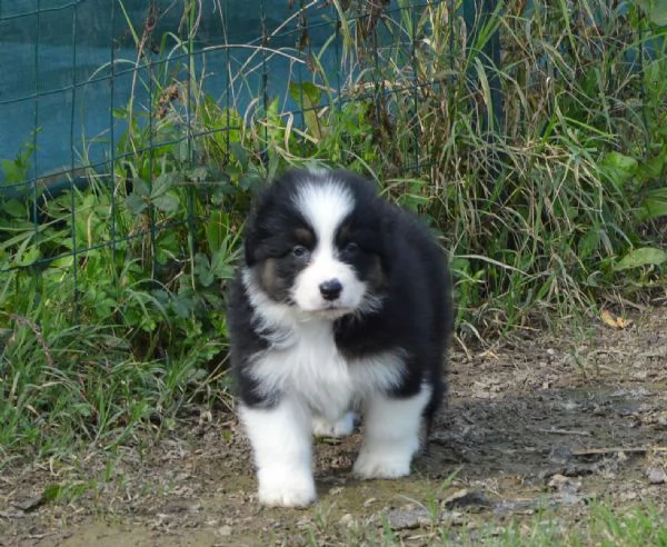 Cuccioli  australian shepherd