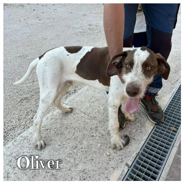 OLIVER cucciolone 7 mesi drahthaar cerca adozione 