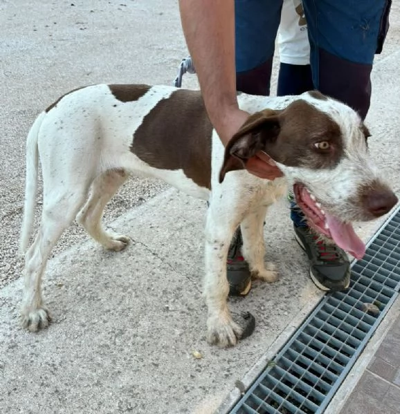 OLIVER cucciolone 7 mesi drahthaar cerca adozione  | Foto 0