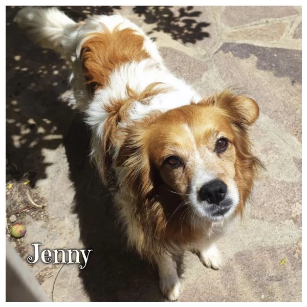 JENNY 8 taglia medio piccola  adozione cane Latina