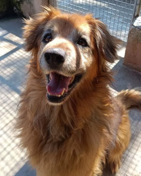 RUM 7 anni dolce ed affettuoso  adozione cane canile Latina | Foto 2