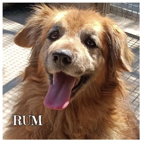 RUM 7 anni dolce ed affettuoso  adozione cane canile Latina