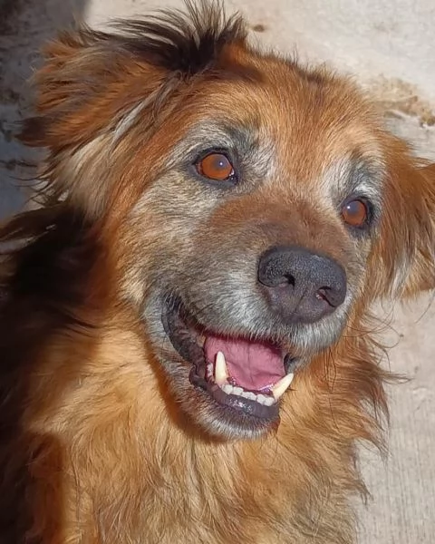 RUM 7 anni dolce ed affettuoso  adozione cane canile Latina | Foto 0