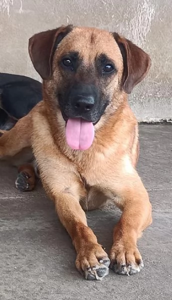 ARGO 2 anni cerca casa  adozione cane canile Latina | Foto 3