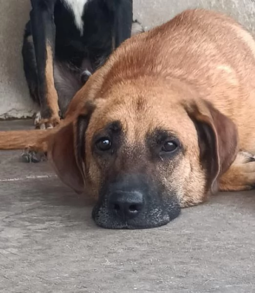 ARGO 2 anni cerca casa  adozione cane canile Latina | Foto 1