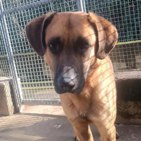 ARGO 2 anni cerca casa  adozione cane canile Latina | Foto 0