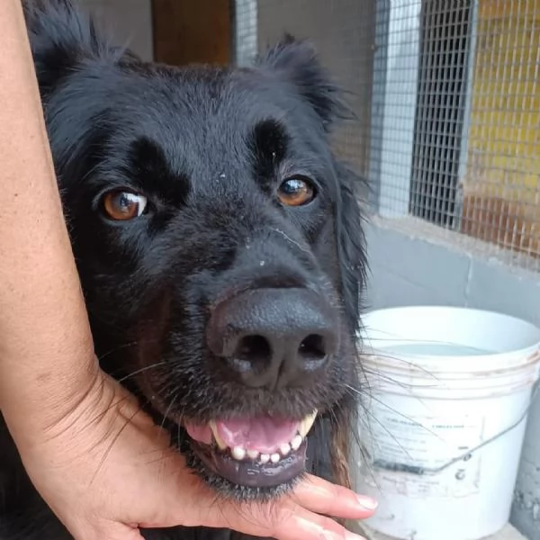 ZORRO 2 anni incrocio pastore belga cerca adozione | Foto 1