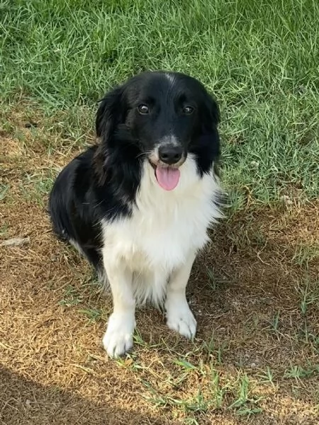 Maurizio border collie in miniatura cerca adozione  | Foto 0