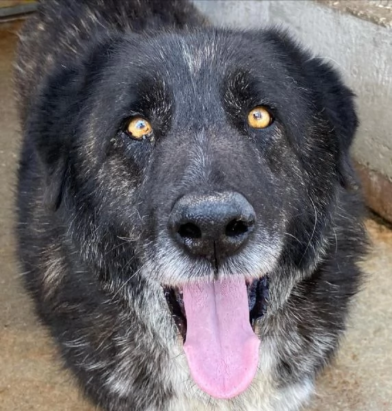 BARTO dolce cagnolone cerca casa  adozione canile di Latina