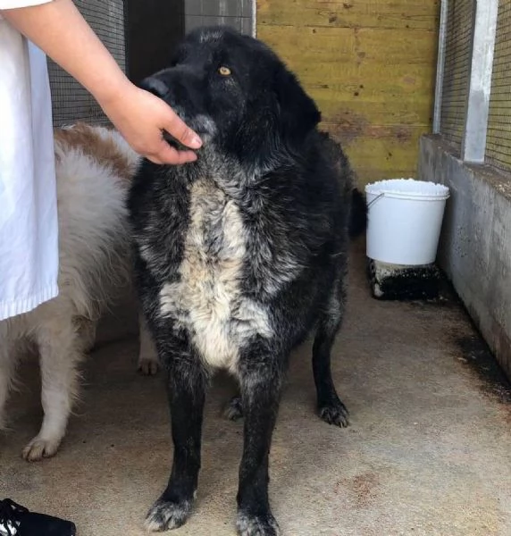 BARTO dolce cagnolone cerca casa  adozione canile di Latina | Foto 3