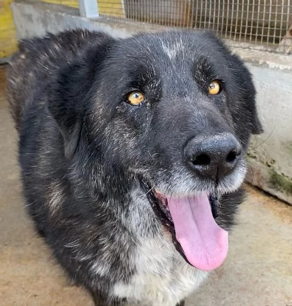 BARTO dolce cagnolone cerca casa  adozione canile di Latina | Foto 2