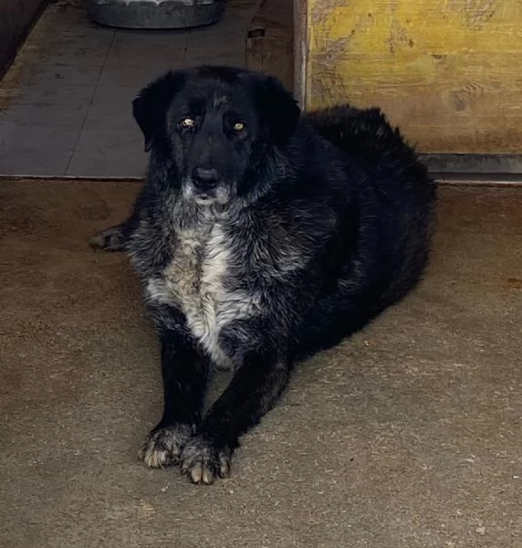 BARTO dolce cagnolone cerca casa  adozione canile di Latina | Foto 0