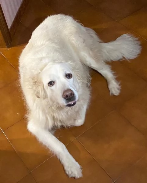 BIANCA DOLCE cagnolina 9 anni cerca casa  | Foto 2