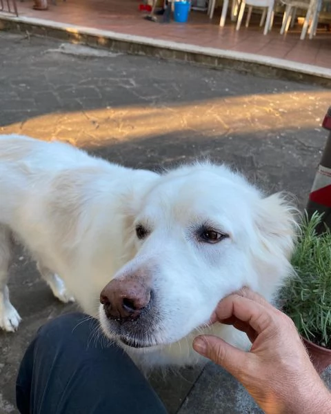 BIANCA DOLCE cagnolina 9 anni cerca casa 