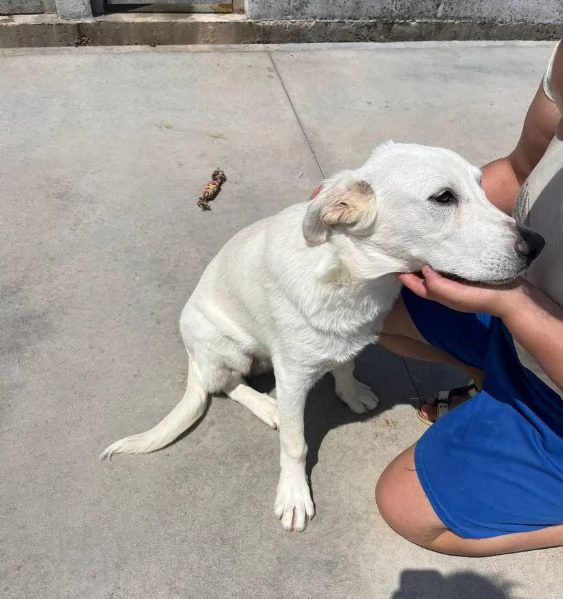 RAY dolce cucciolone 7 mesi cerca casa  adozione canile di Latina | Foto 2