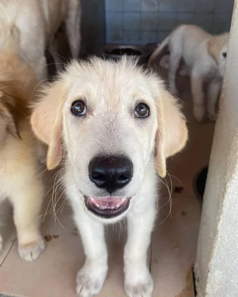 MAMMOLO dolce cucciolo 3 mesi cerca casa | Foto 5