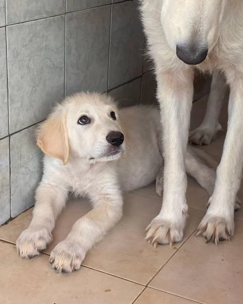 MAMMOLO dolce cucciolo 3 mesi cerca casa | Foto 4